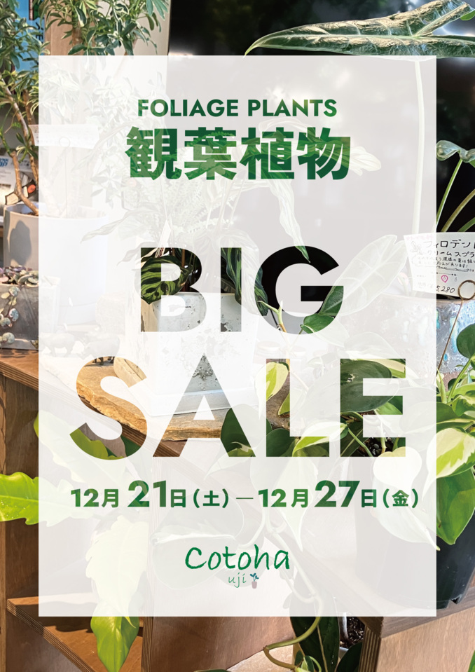 【Cotoha uji】★BIG SALE★