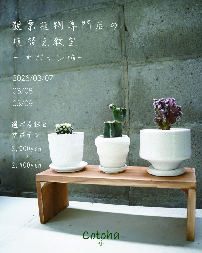 【Cotoha uji】観葉植物専門店の植え替え教室~サボテン編~
