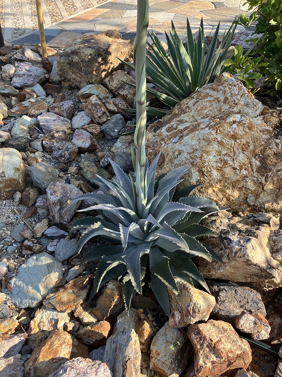 花茎を出すアガベ