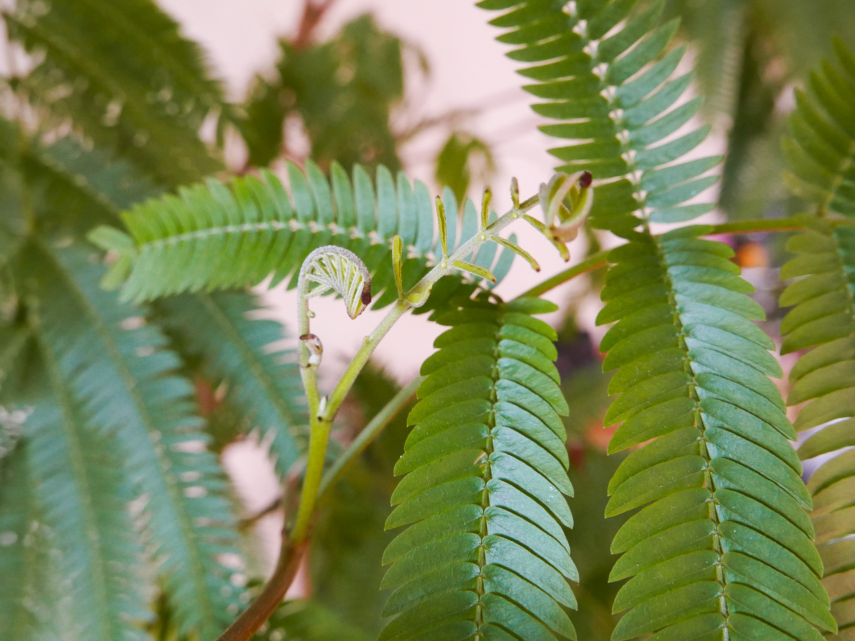 エバーフレッシュの新芽