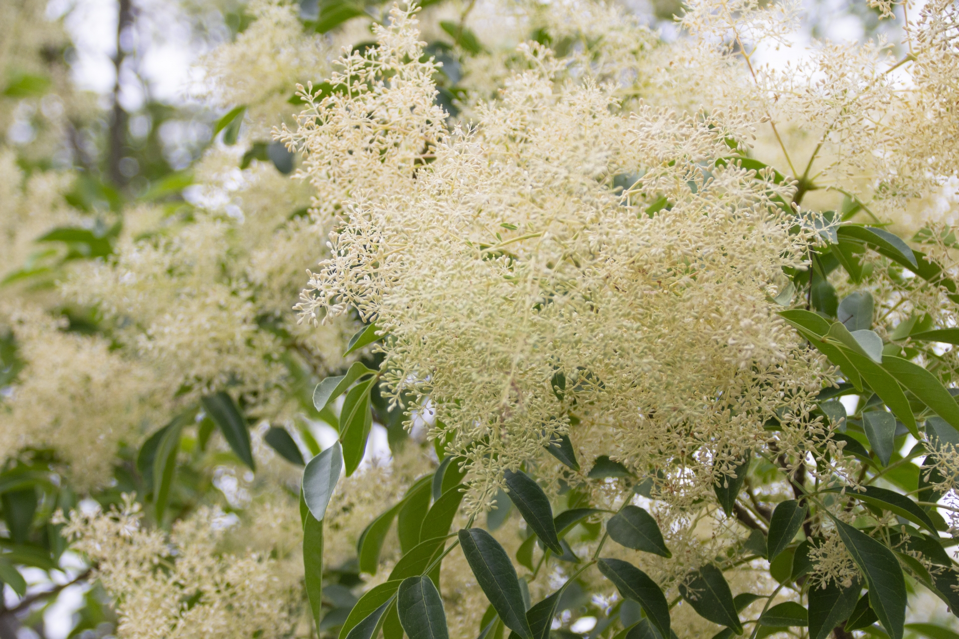 シマトネリコの花