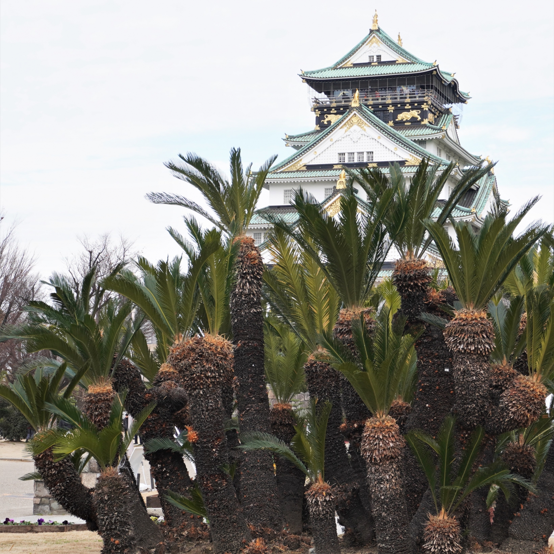 ソテツ群と大阪城