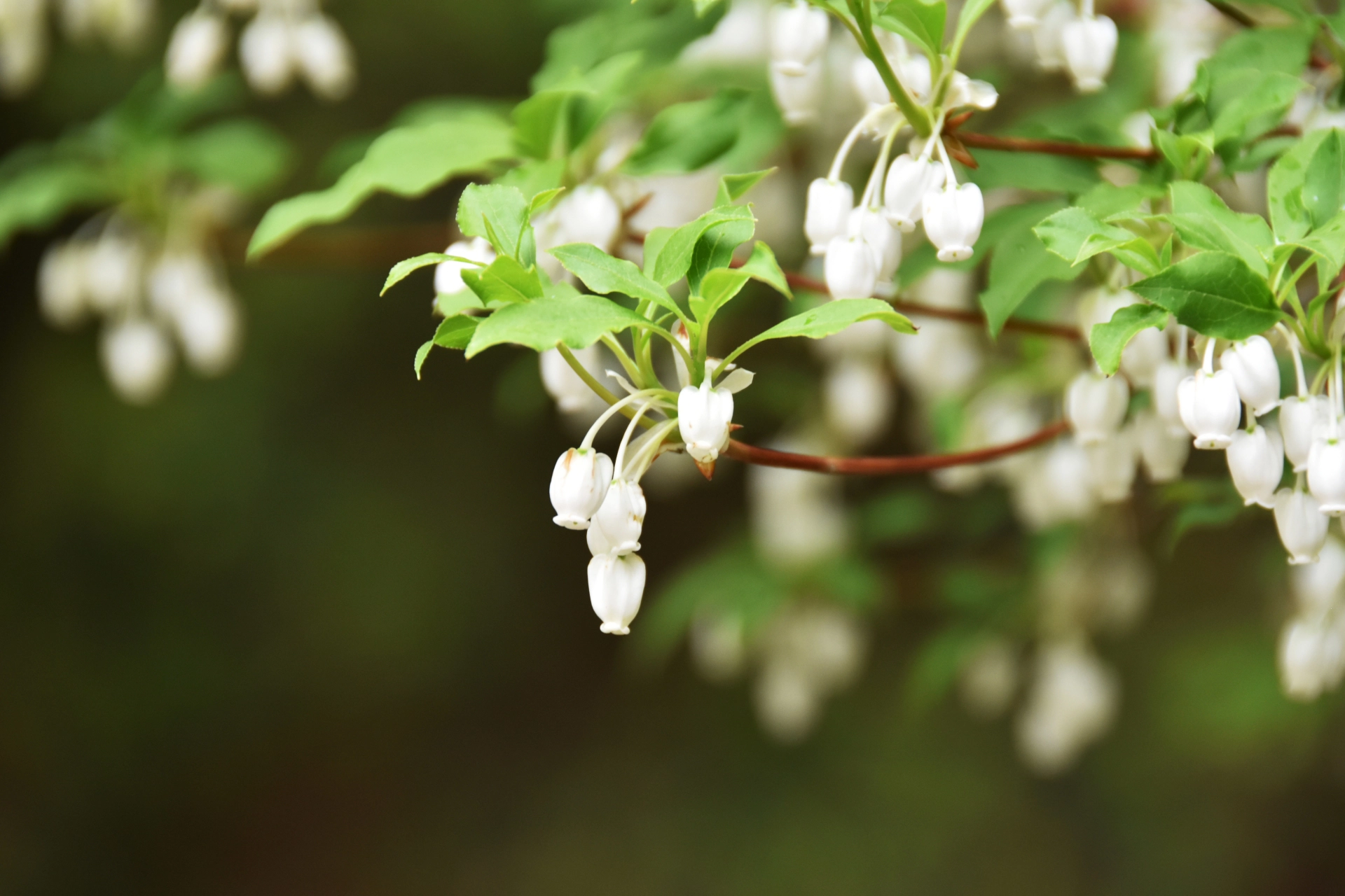 ドウダンツツジの花