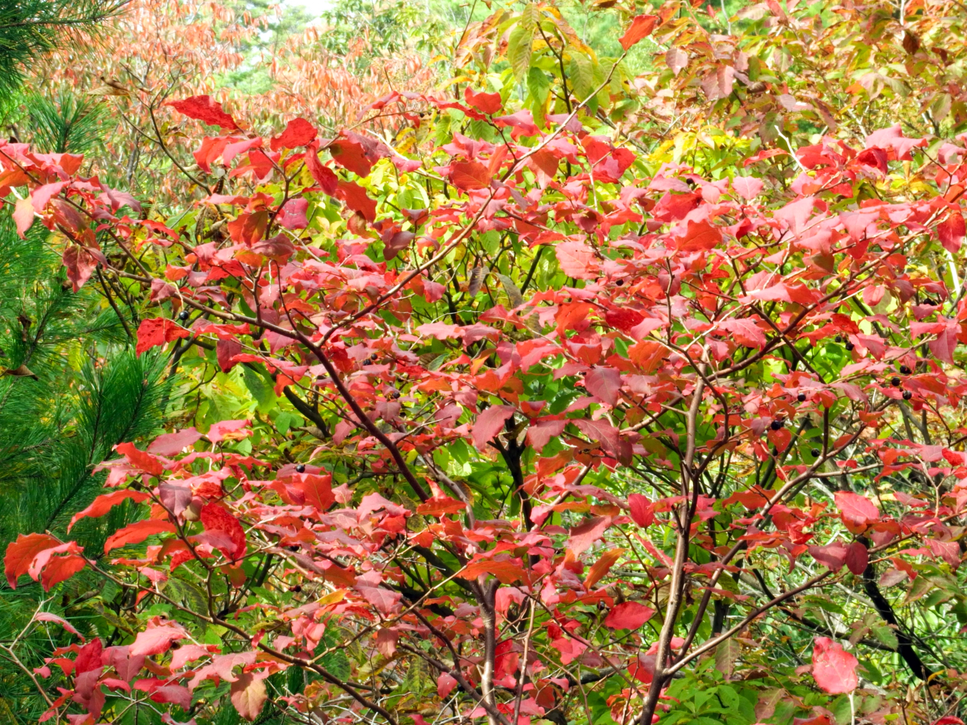 ナツハゼの紅葉