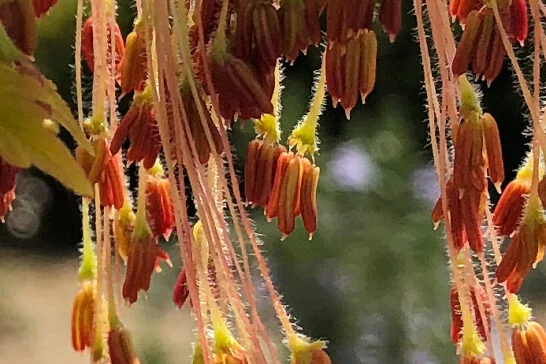 ネグンドカエデの雄花