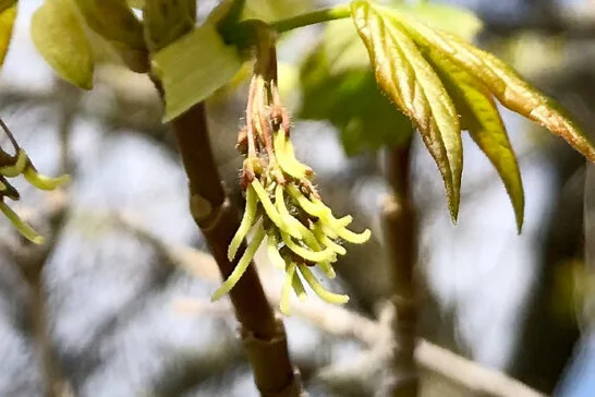 ネグンドカエデの雌花