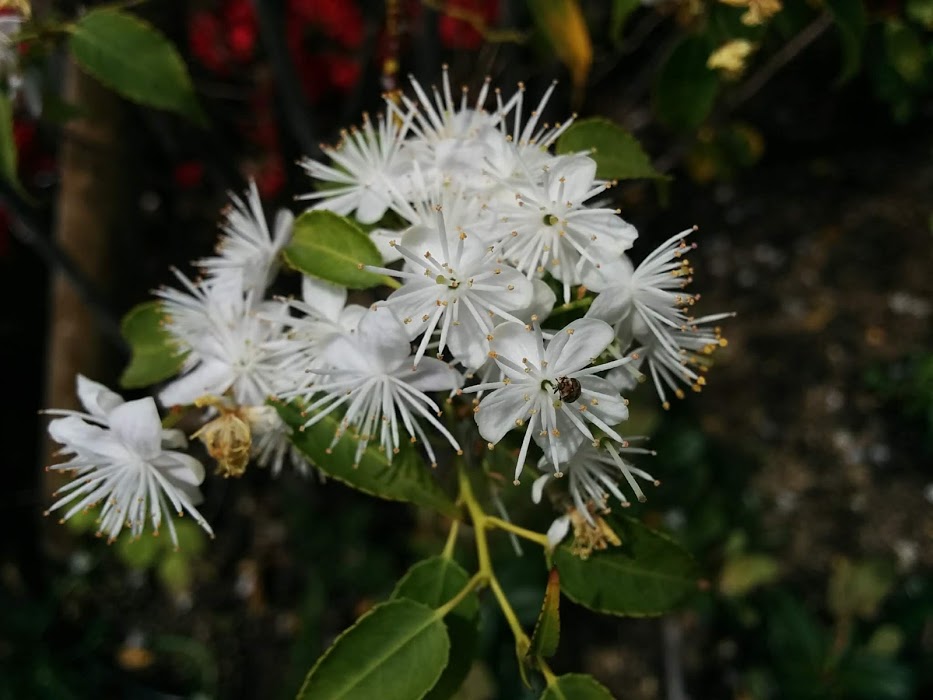 ハイノキの花