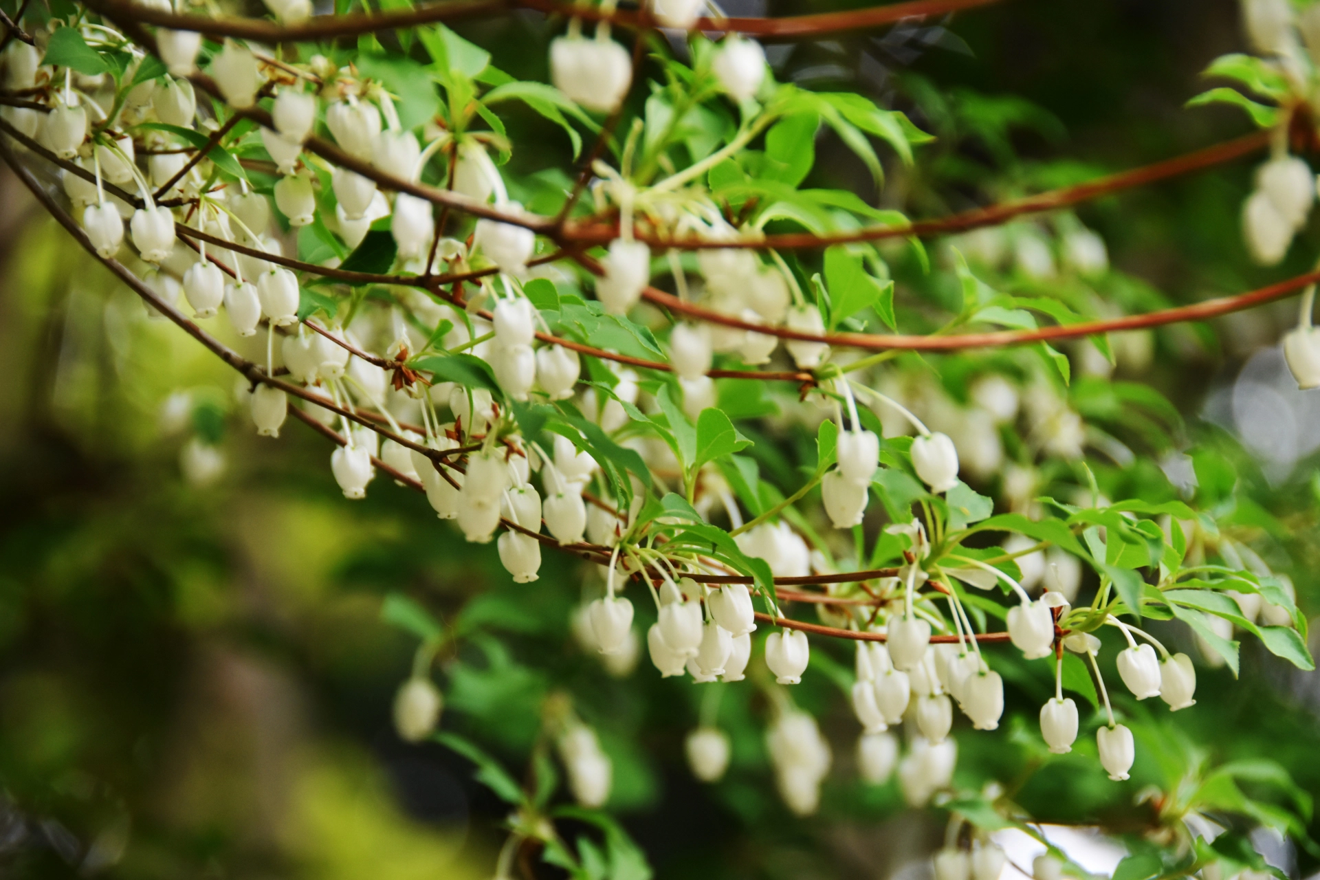 ドウダンツツジ 自然樹形 落葉してます - 植物/観葉植物