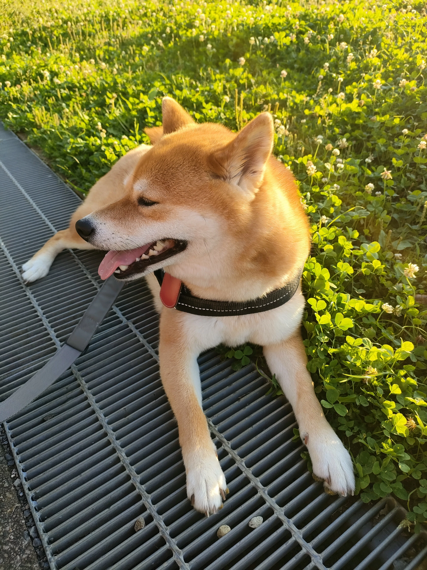 犬にも気にならないグレーチング