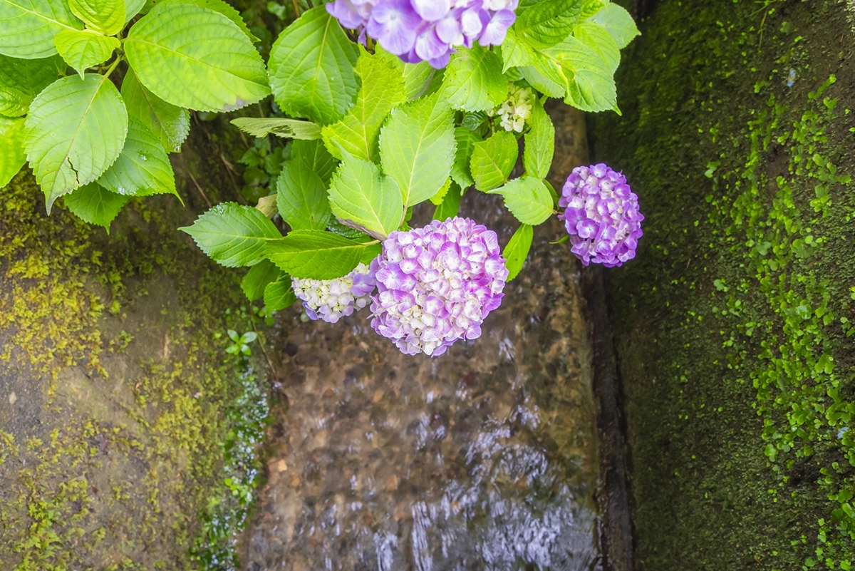 あじさいと水路