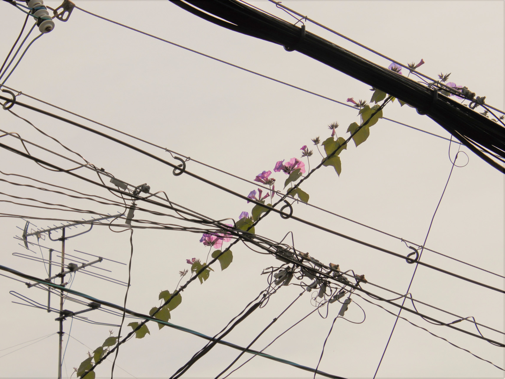 電線まで達する植物のつる