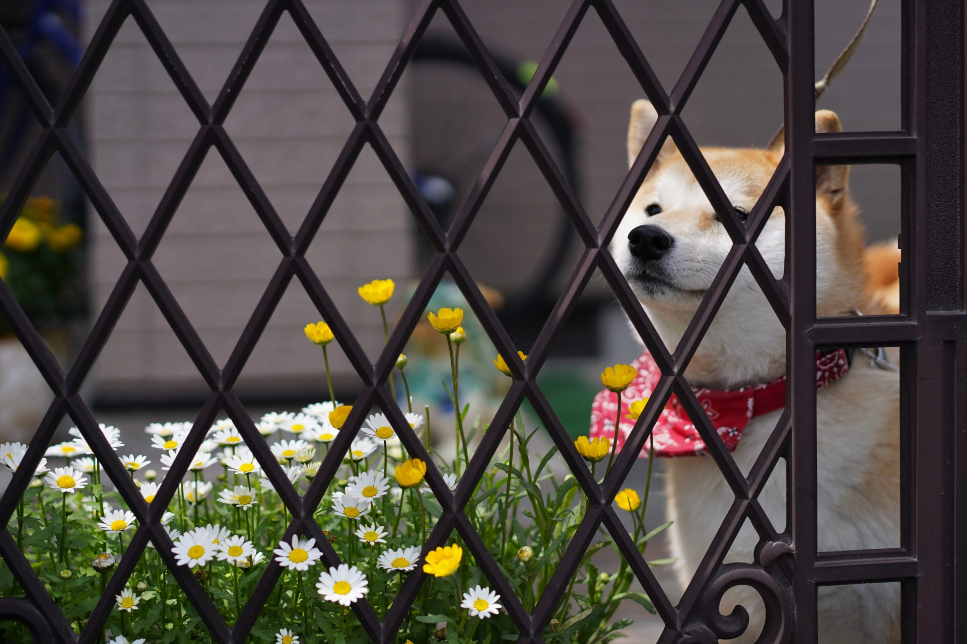 フェンスと柴犬