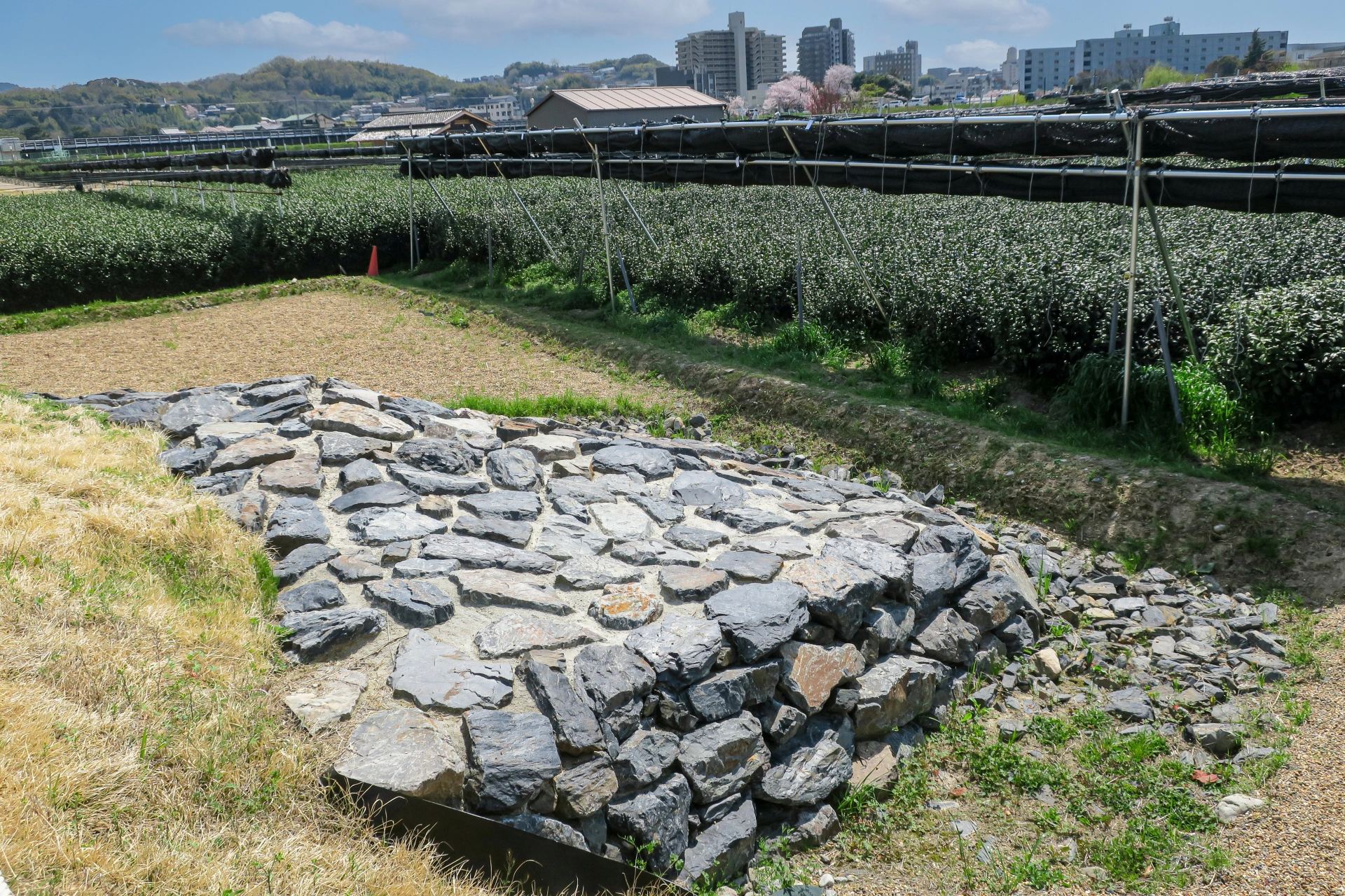 太閤堤と宇治茶畑