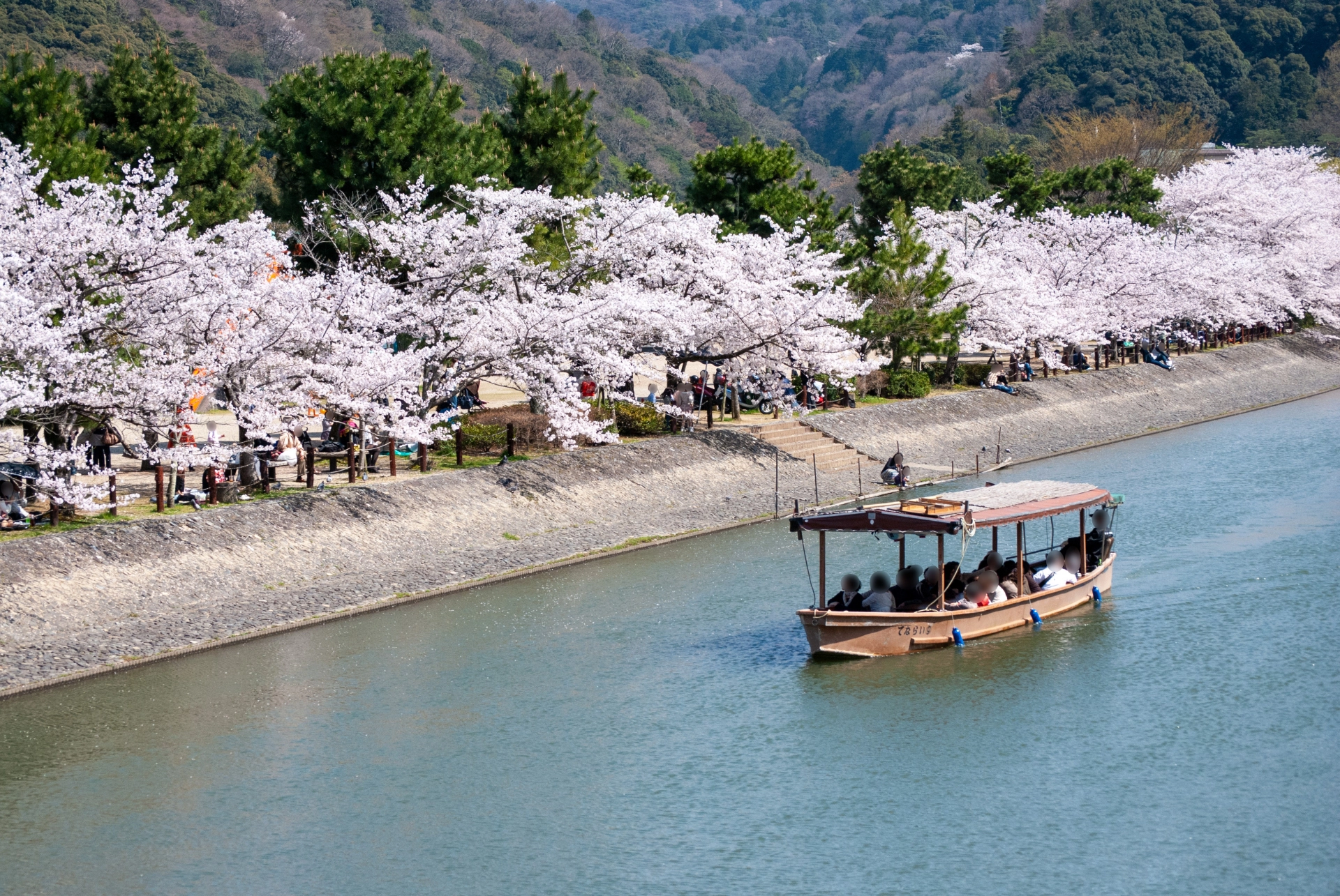 春の宇治川と桜