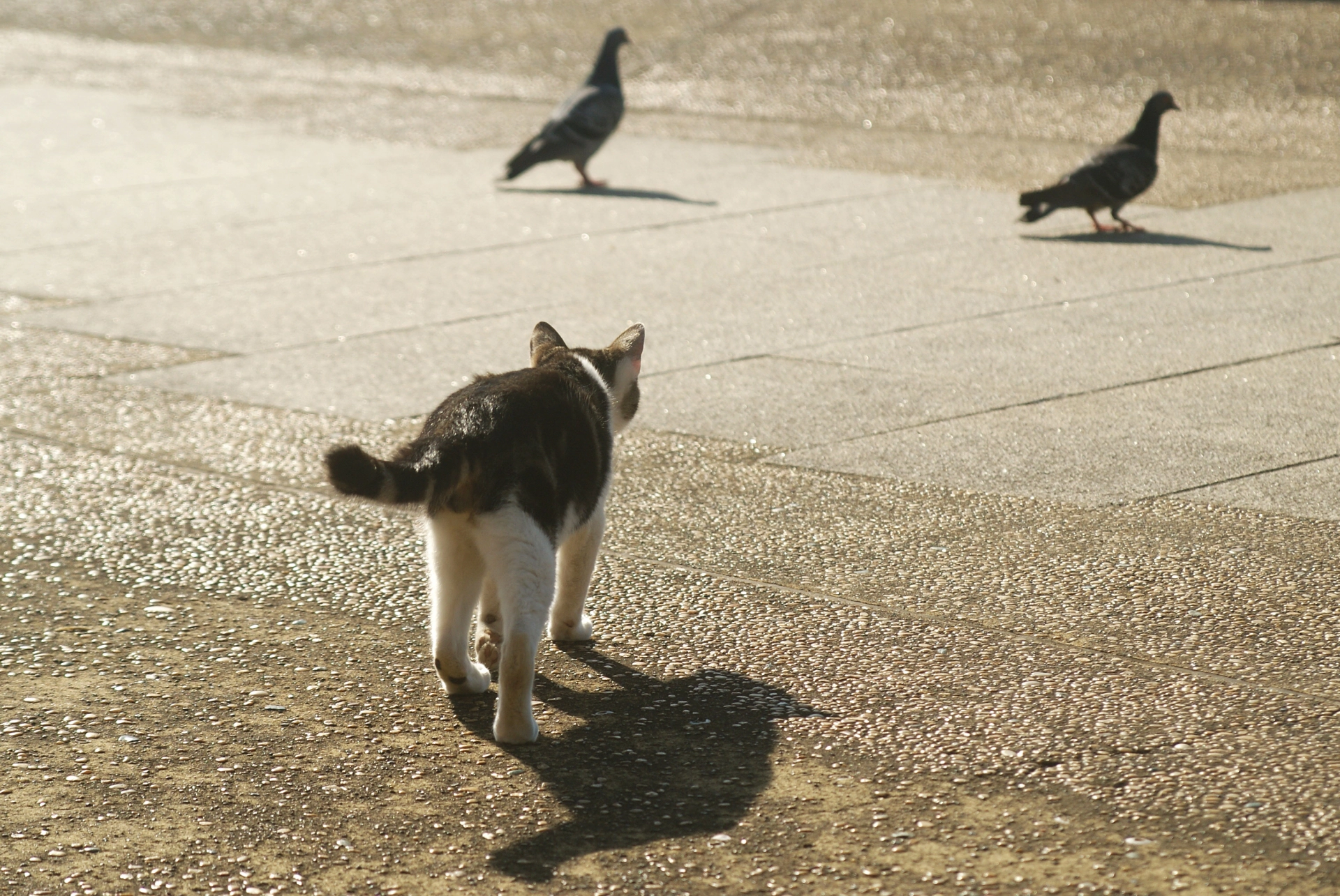 鳥や野良猫