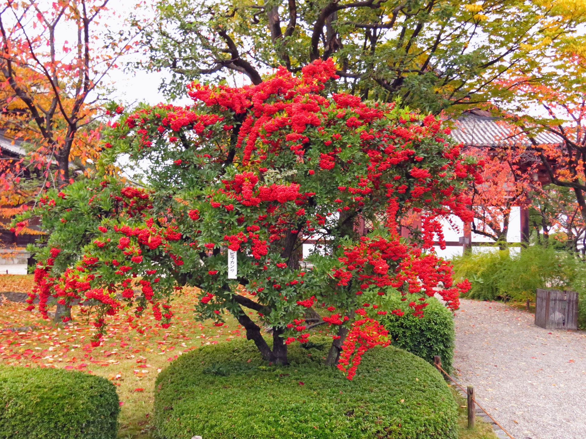 東寺のピラカンサ