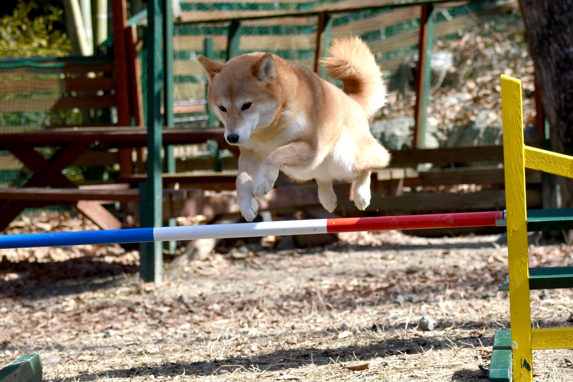 柴犬とアジリティ