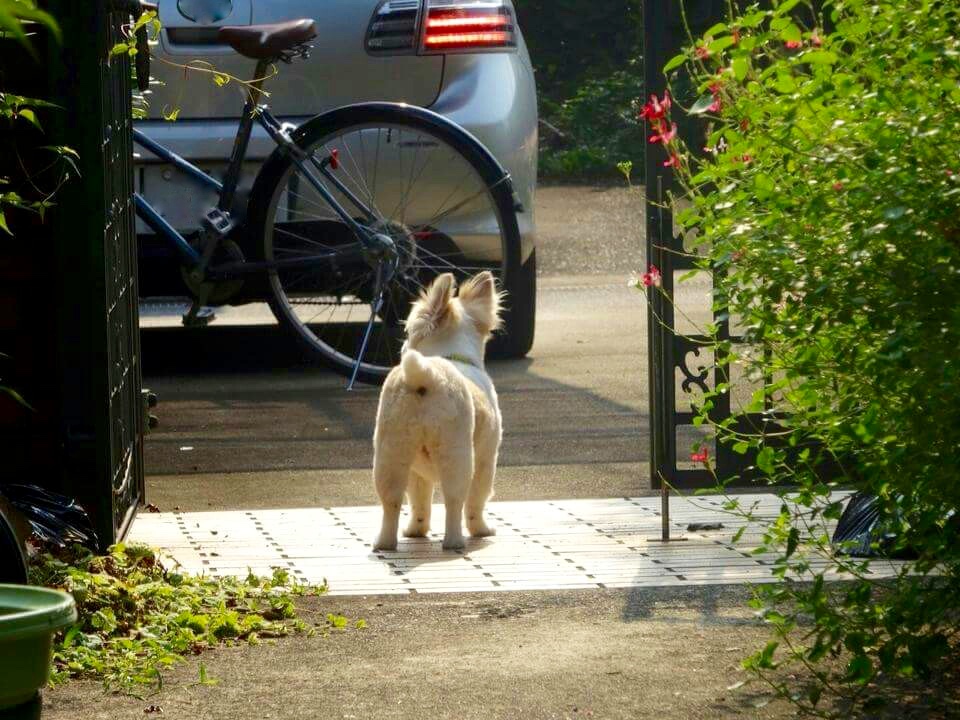 犬と門扉