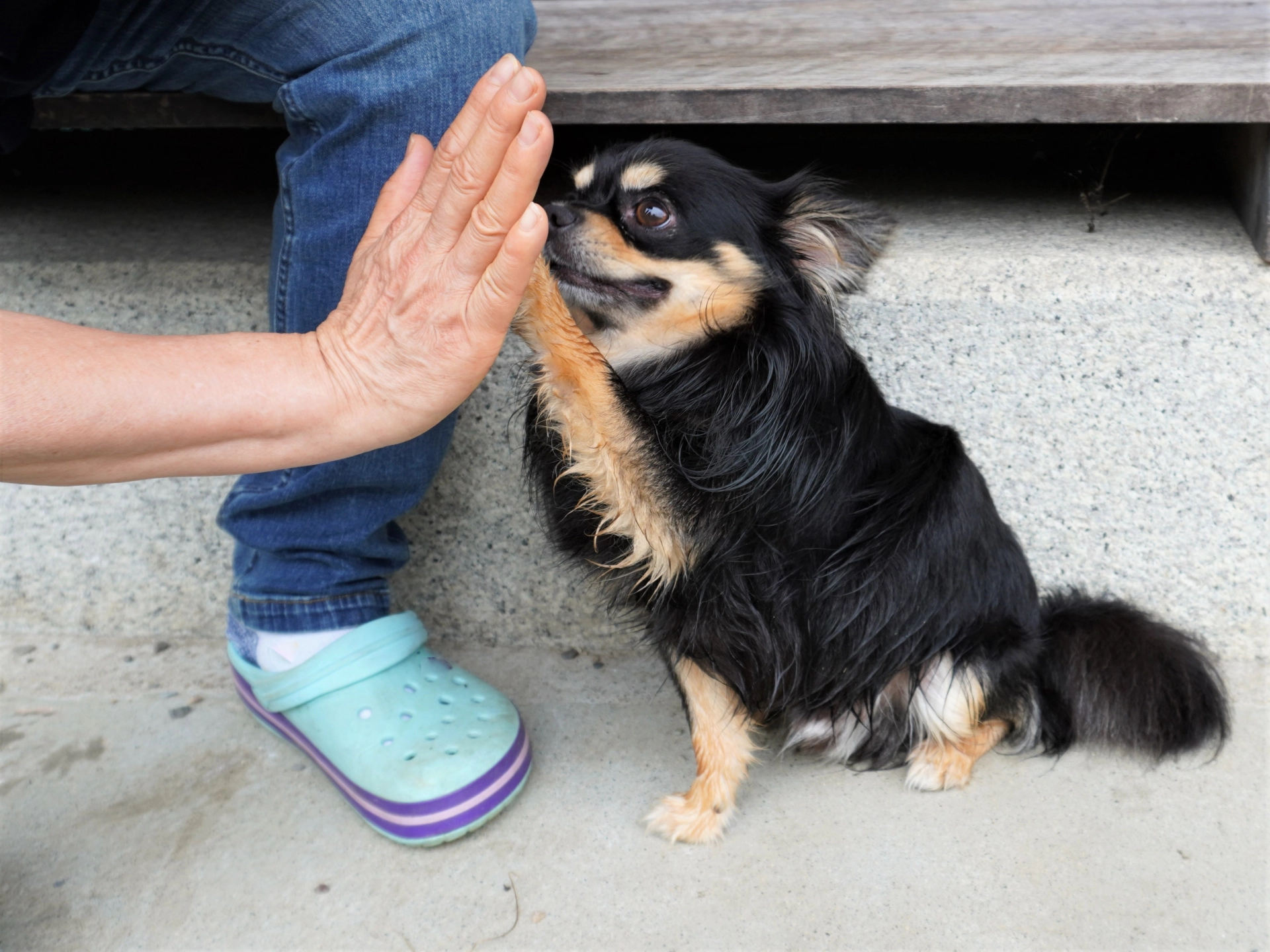 犬は人間の一番の友達