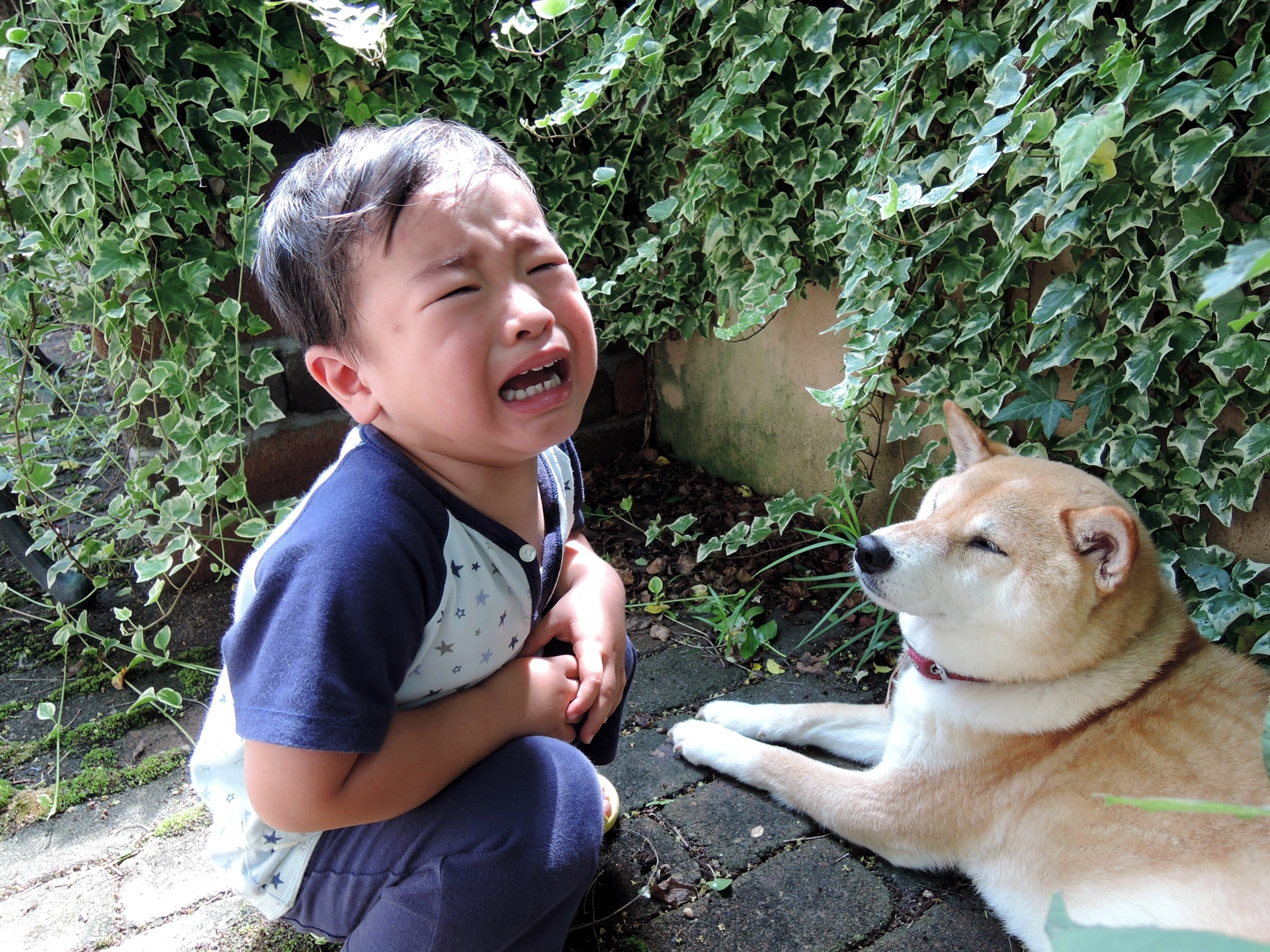 犬とこども