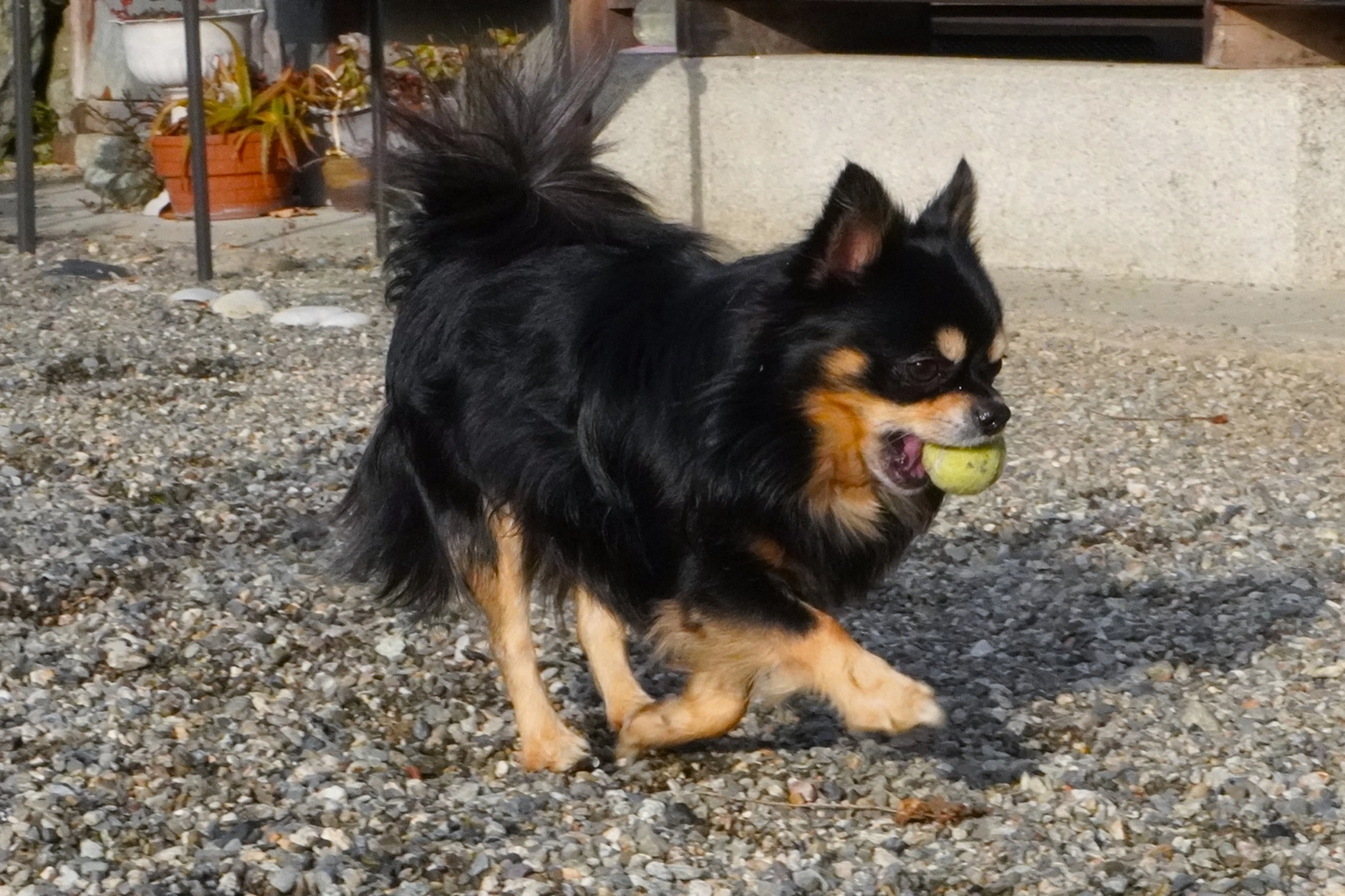 遊ぶ犬