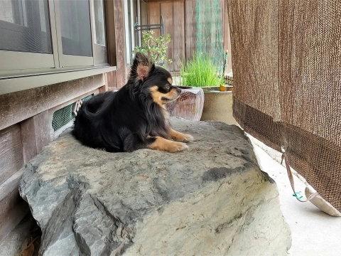 犬が休める日陰を