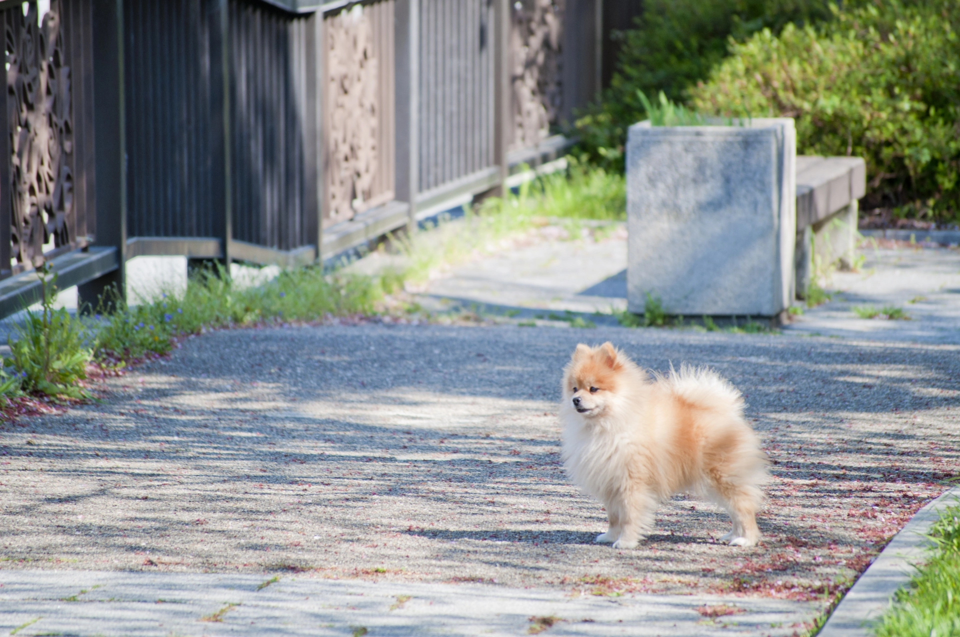 犬の散歩でノーリードは違反