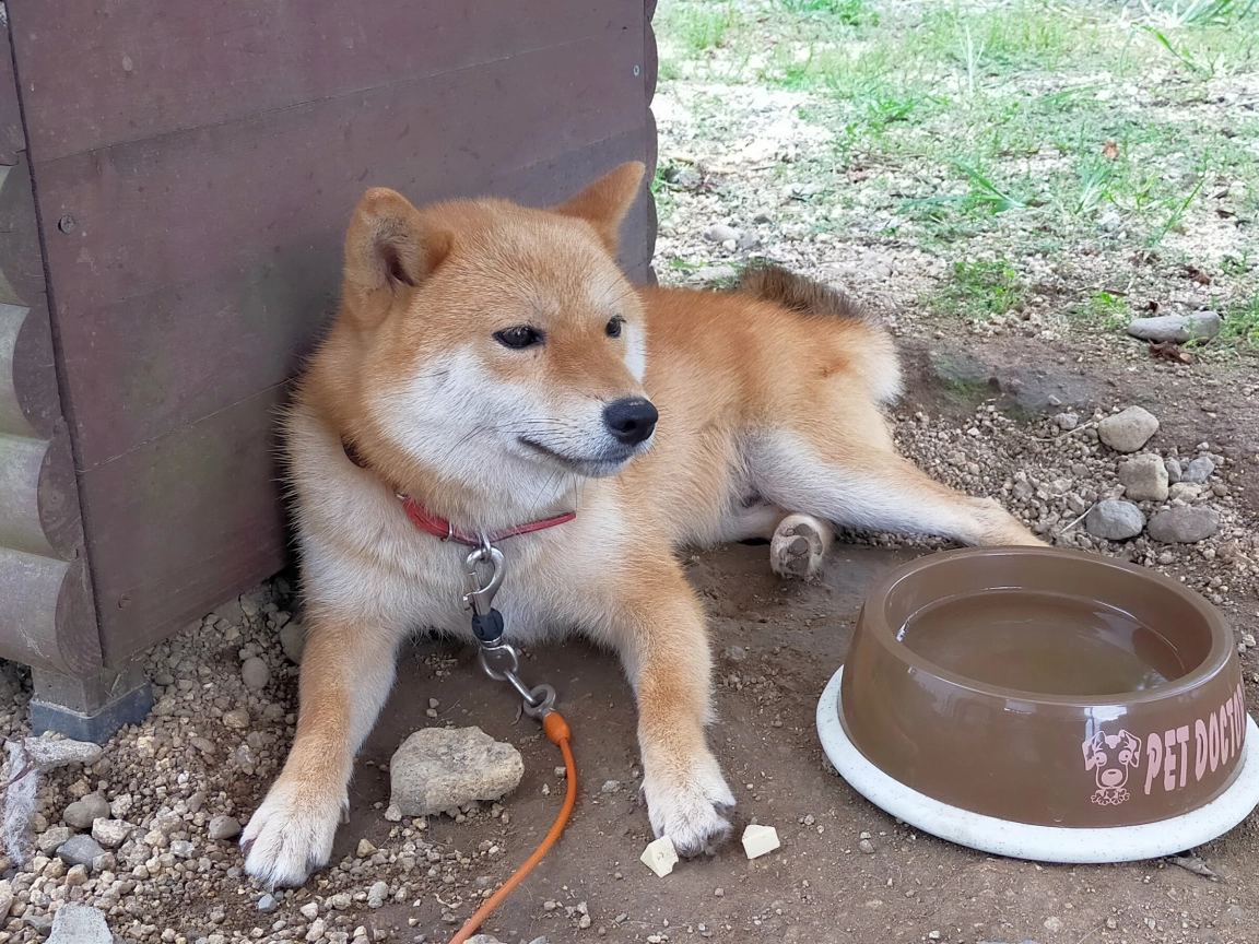 犬にはリードを