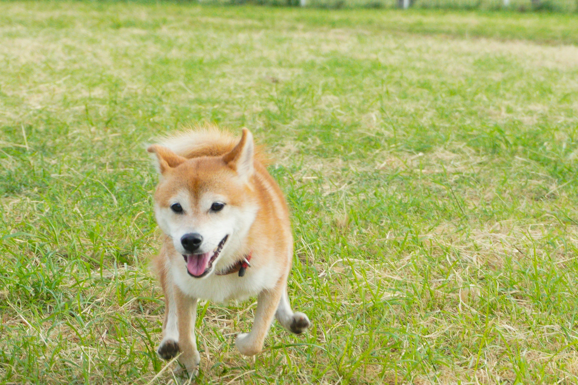 犬が走り回れる環境を