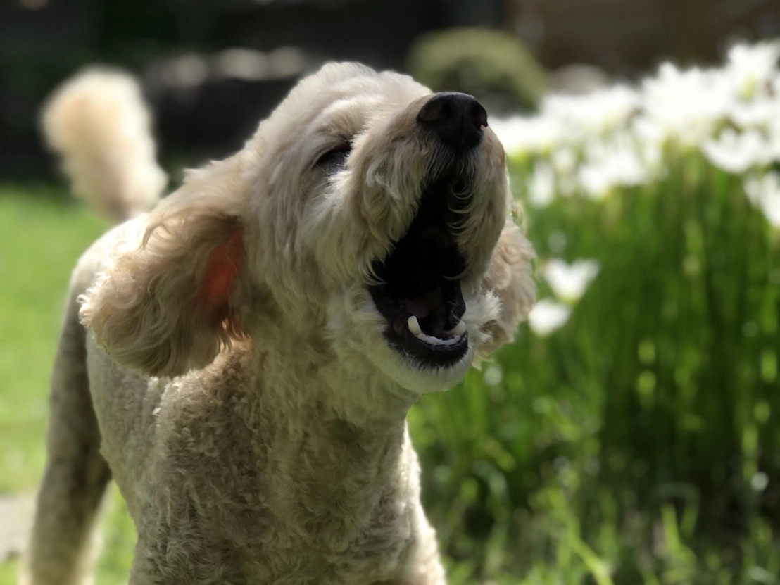 犬が吠えるのは習性です