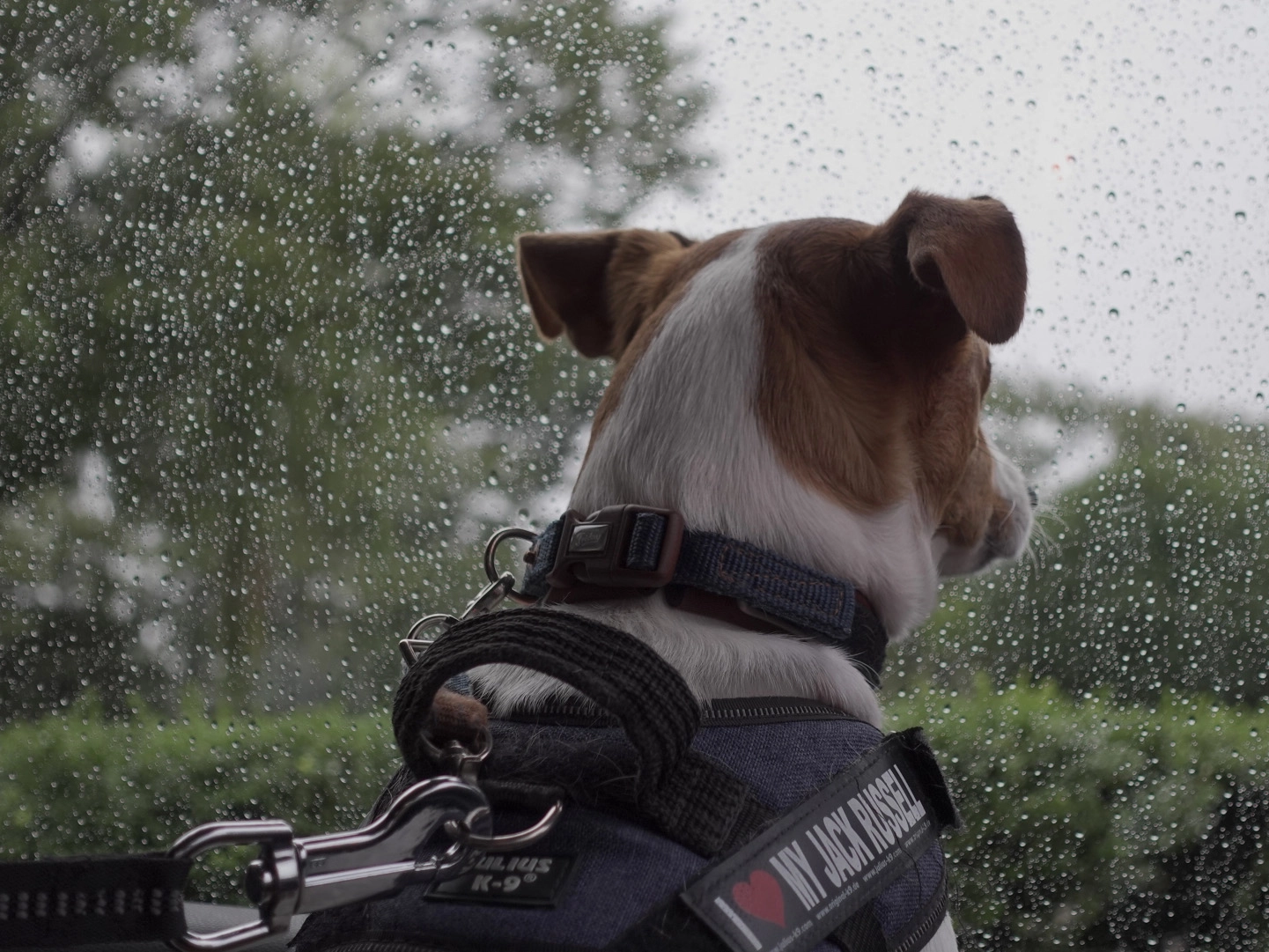 雨の日の憂鬱