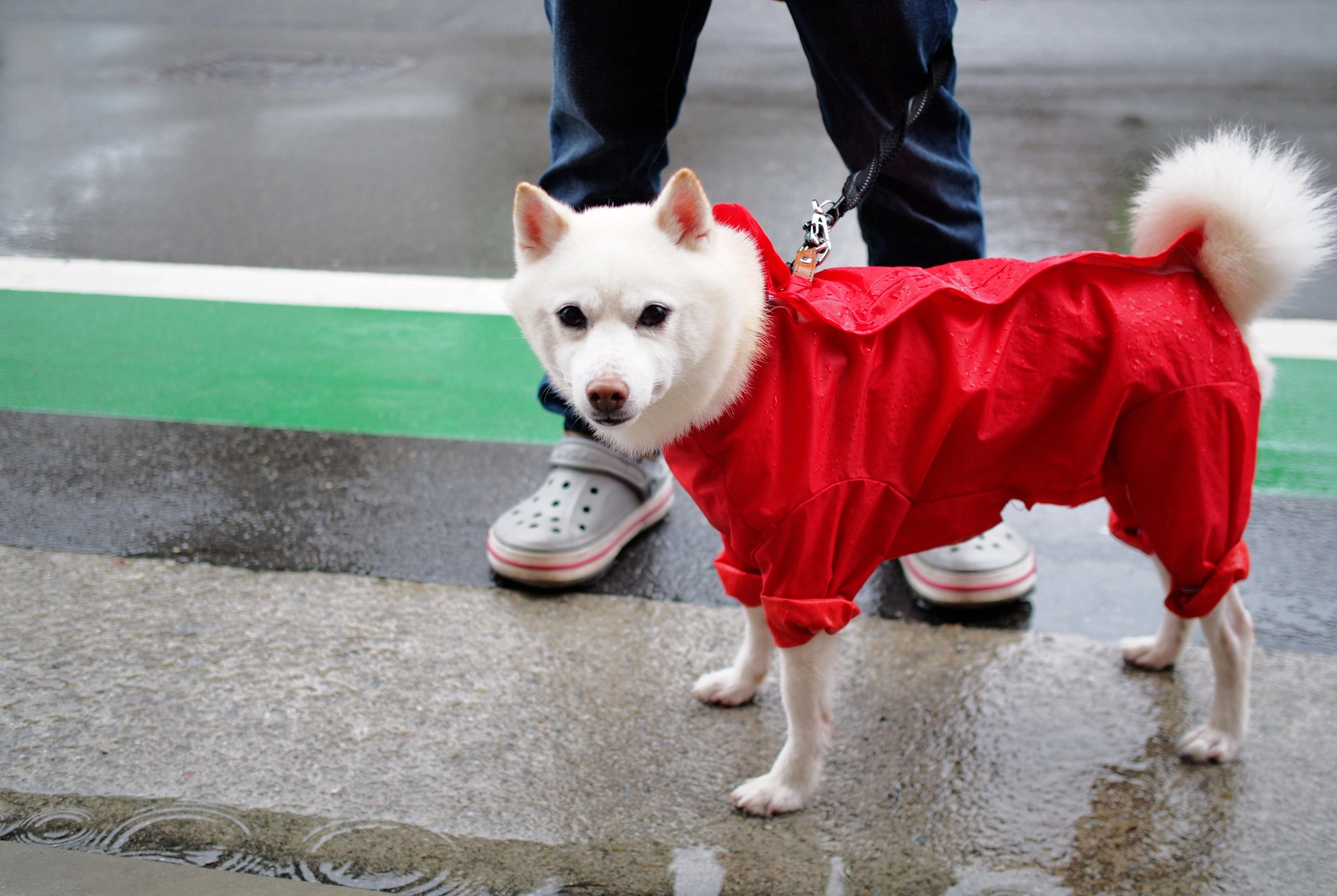 雨のおさんぽ