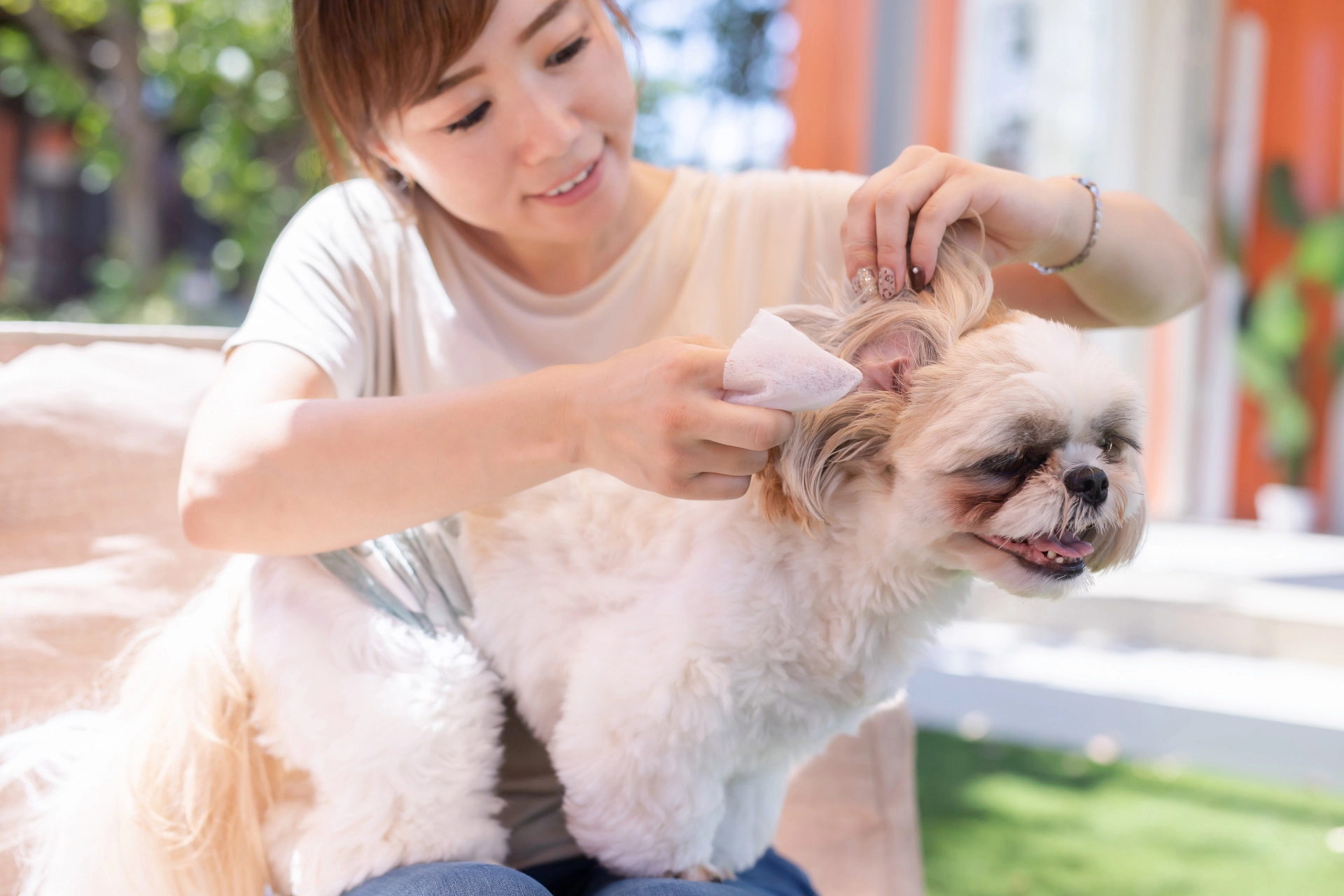 犬清潔に