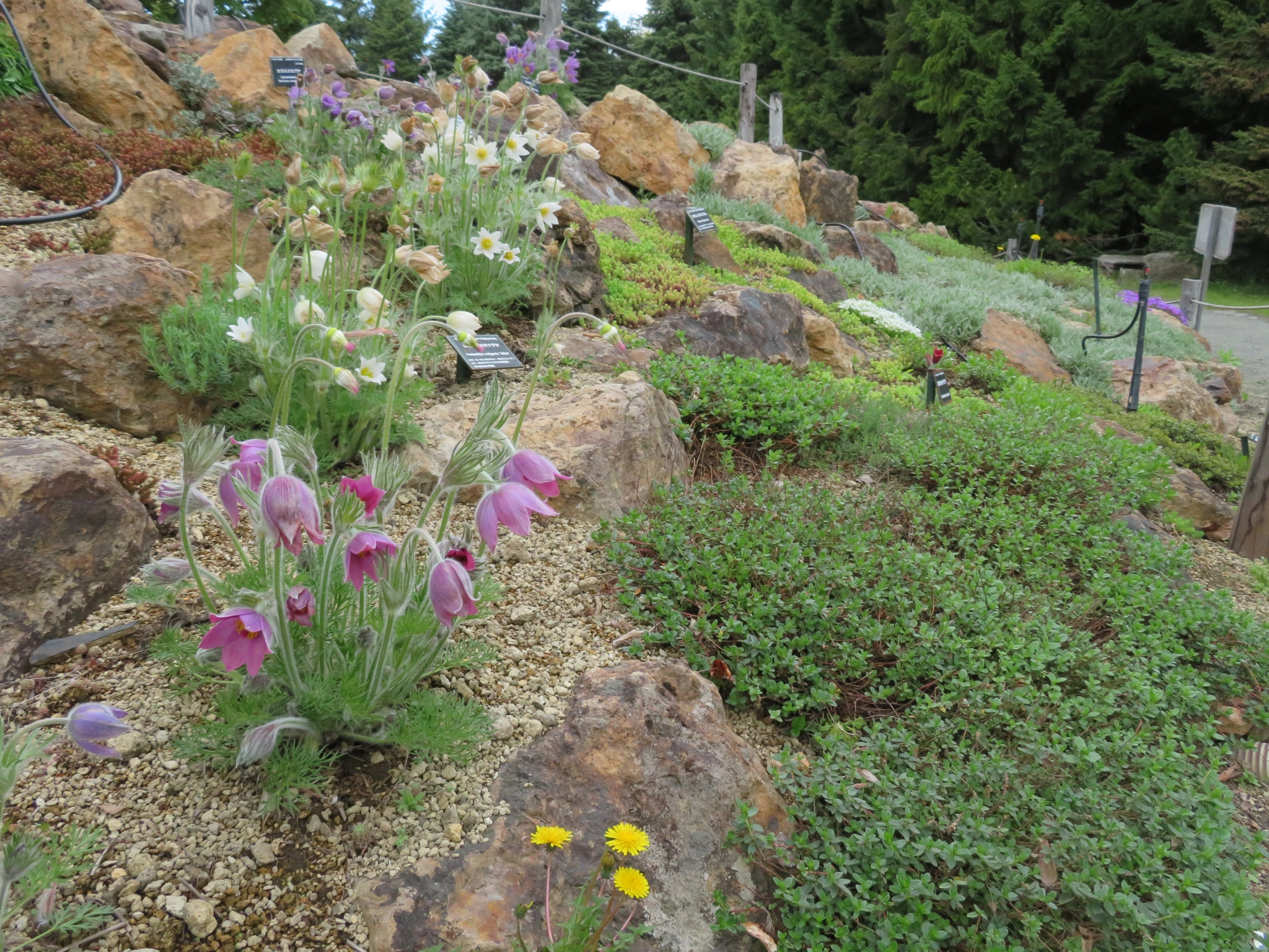 札幌市緑化植物園百合が原公園ロックガーデン