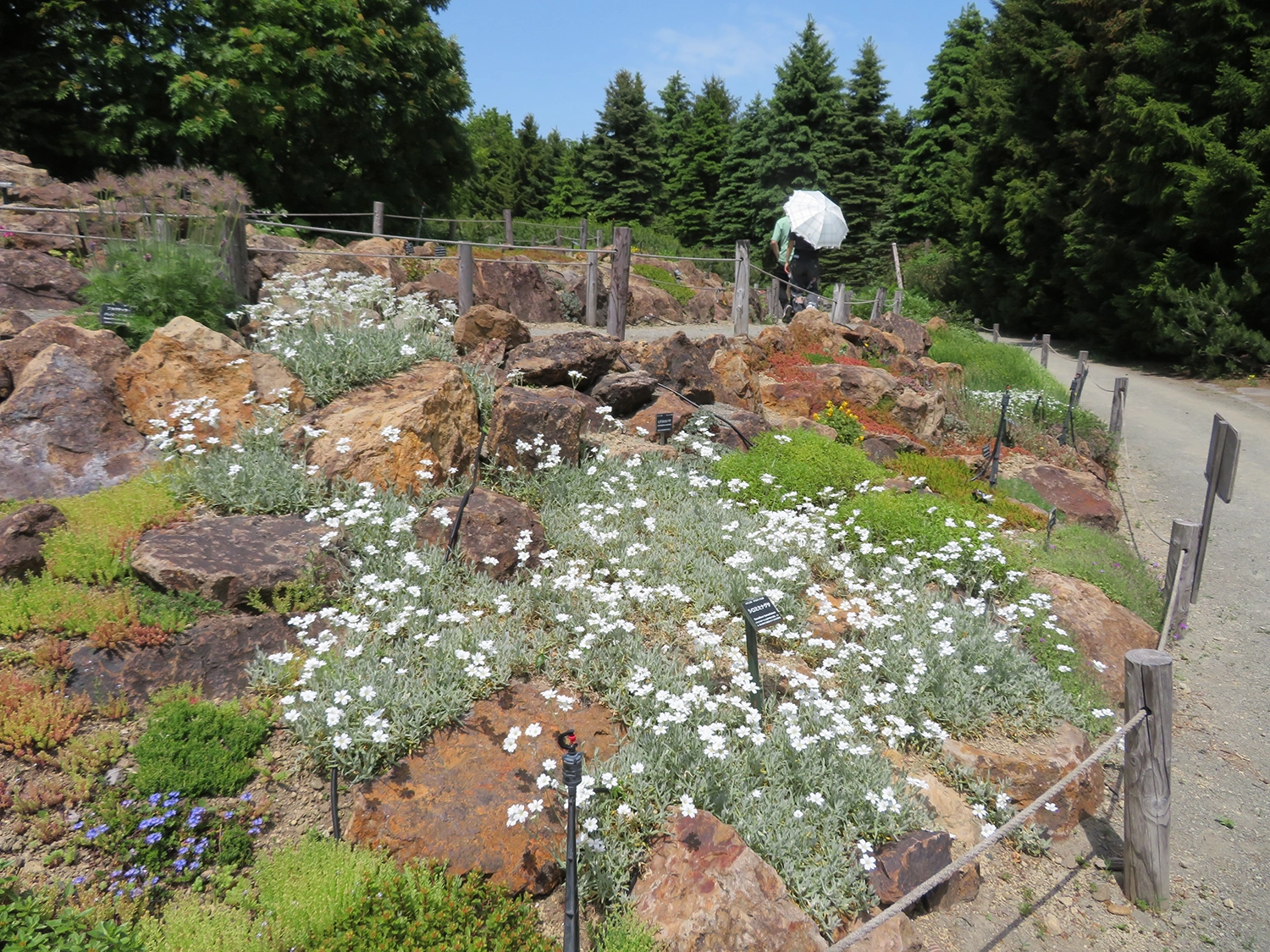 札幌市緑化植物園百合が原公園ロックガーデン