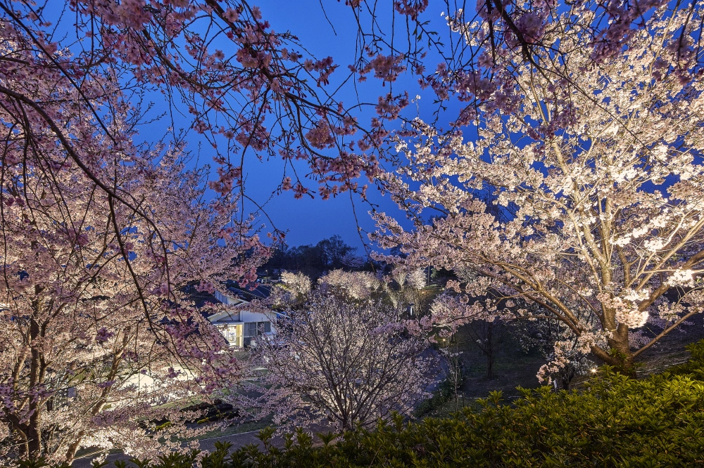 桜には白い光